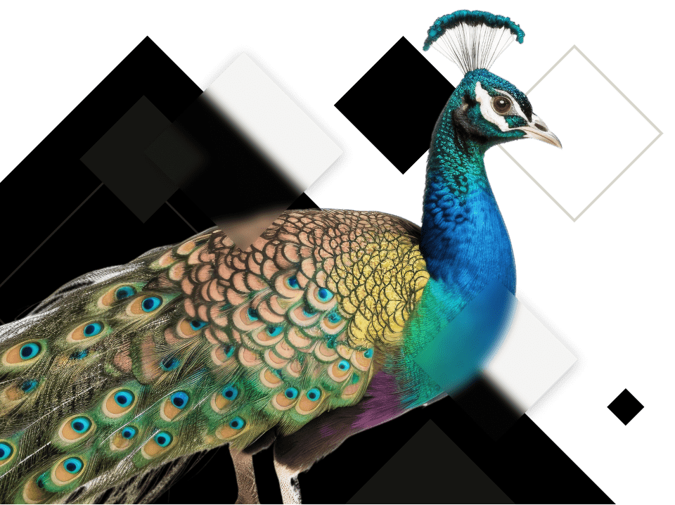 peacock