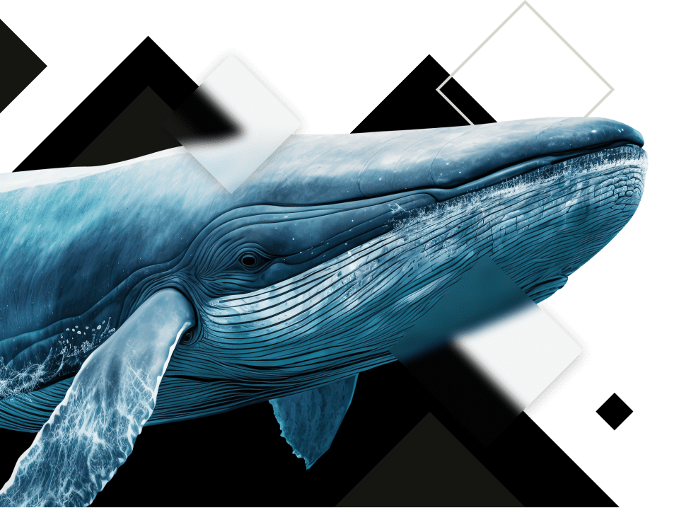 whale